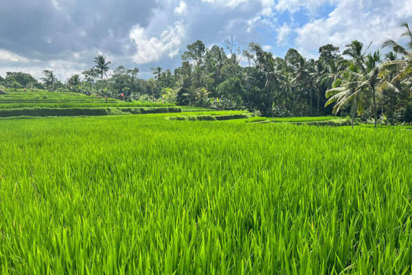 ricefield ubud